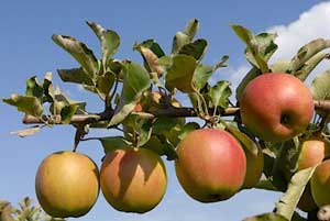 dietician apples